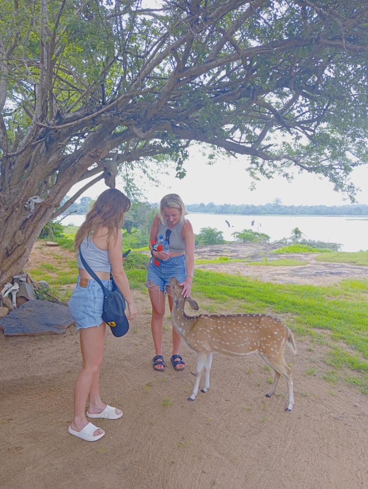 White Rose Safari Home Stay Udawalawe Eksteriør billede