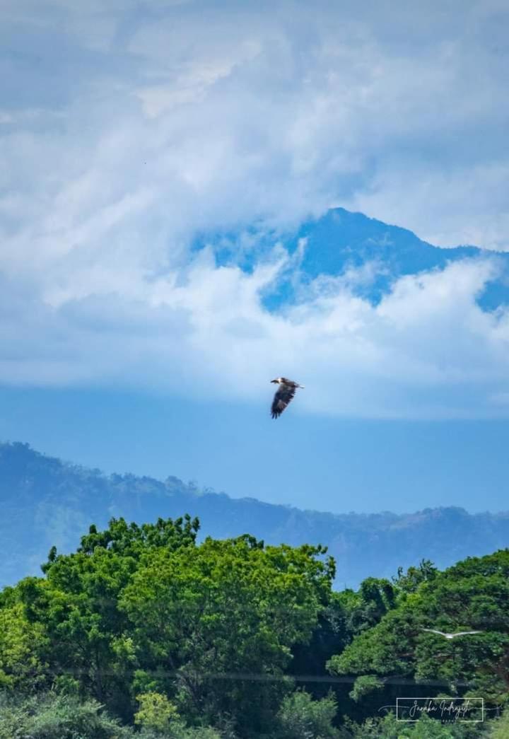 White Rose Safari Home Stay Udawalawe Eksteriør billede